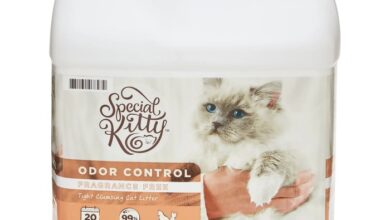 Top Affordable Cat Litter Options For Superior Odor Control | Riosc