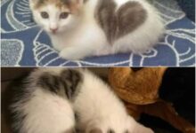 25 Strange-Looking Cats That Are Truly Fascinating to Look At