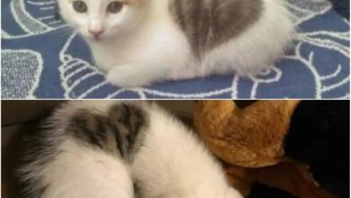 25 Strange-Looking Cats That Are Truly Fascinating to Look At