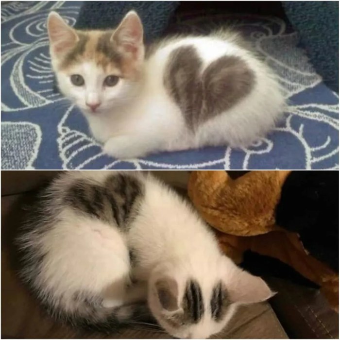 25 Strange-Looking Cats That Are Truly Fascinating to Look At