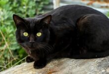 Best Names for Your Mysterious Black Cat!
