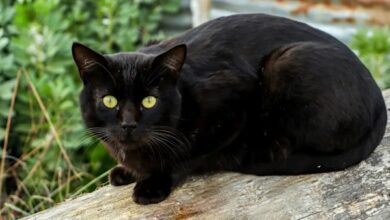 Best Names for Your Mysterious Black Cat!
