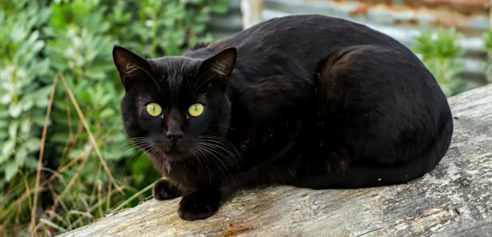 Best Names for Your Mysterious Black Cat!