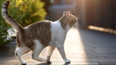 Senior Cat Wobbly Back Legs: Causes, Symptoms, and Care
