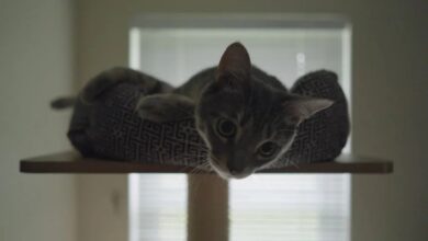 Cute Grey Stripped Tabby Cat Gray Stock Footage Video (100% Royalty ...