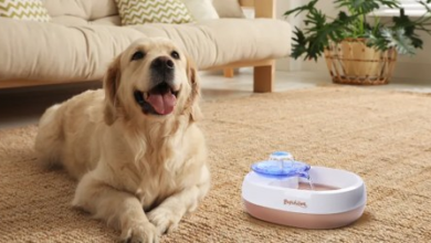 A Review of the 15 Best Pet Water Fountain Brands