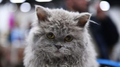 10 Curly-Haired Cat Breeds - Depend Pet