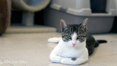 Cat Keeps Going in Litter Box but Not Peeing: What You Need to Know