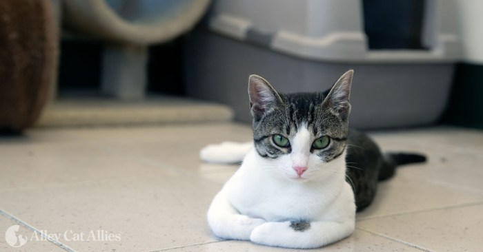 Cat Keeps Going in Litter Box but Not Peeing: What You Need to Know