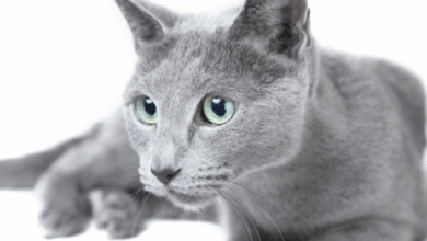 Russian Blue Cat Names (65 Names With Pronunciations)