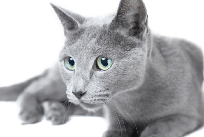 Russian Blue Cat Names (65 Names With Pronunciations)