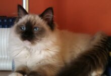 180 Turkish Angora Kittens Stock Photos, High-Res Pictures, and Images ...