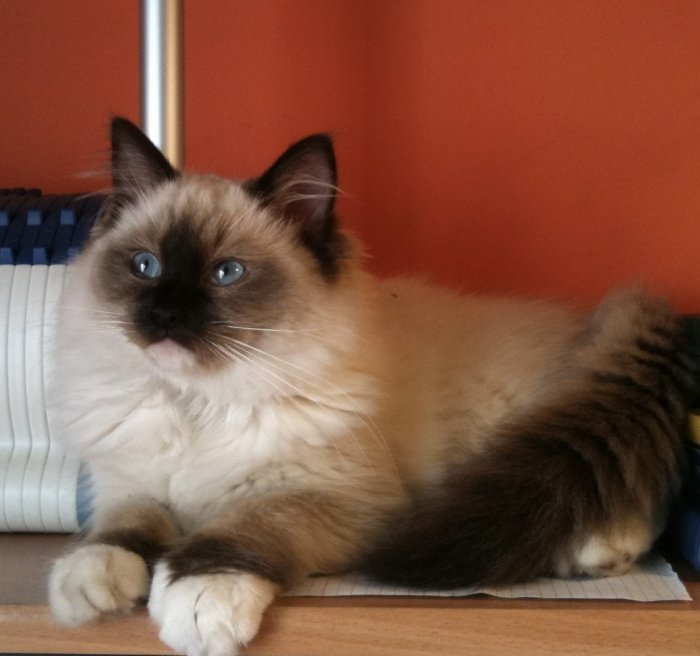 180 Turkish Angora Kittens Stock Photos, High-Res Pictures, and Images ...