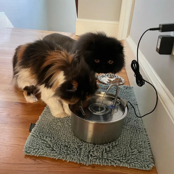 The KittySpout Health and Happiness Cat Kit