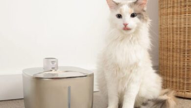 Best water fountain for cats