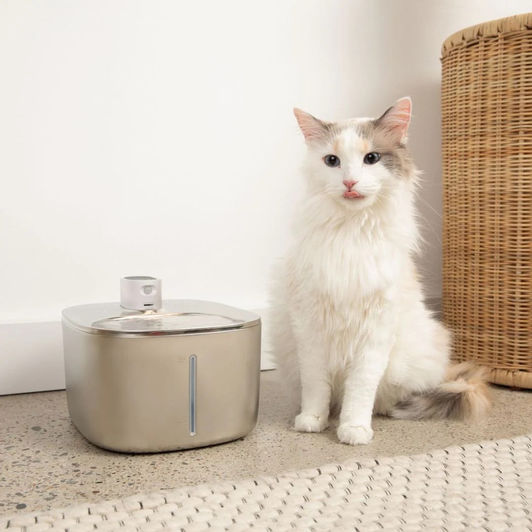 Best water fountain for cats