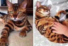What Are Toygers? Domestic Tiger-Cats as House Pets - PetHelpful