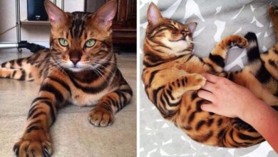What Are Toygers? Domestic Tiger-Cats as House Pets - PetHelpful