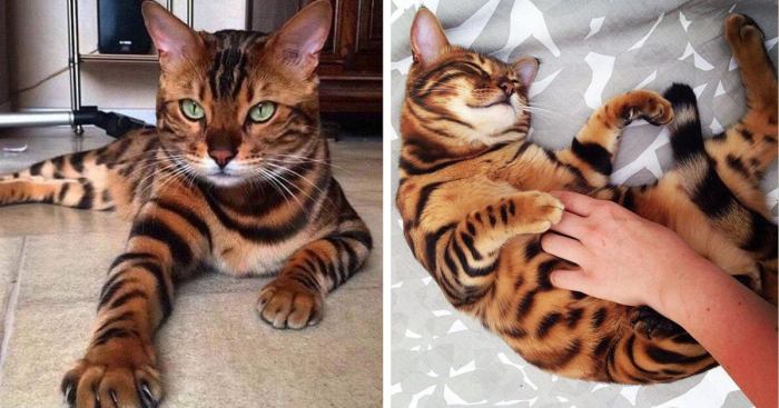 What Are Toygers? Domestic Tiger-Cats as House Pets - PetHelpful