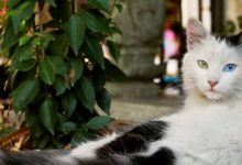 Free picture: Cute purebred Turkish angora kitten looking curiosity