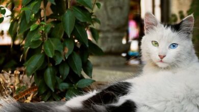 Free picture: Cute purebred Turkish angora kitten looking curiosity
