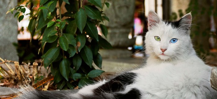 Free picture: Cute purebred Turkish angora kitten looking curiosity