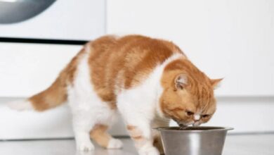11 Easy Homemade Cat Food For Kidney Health
