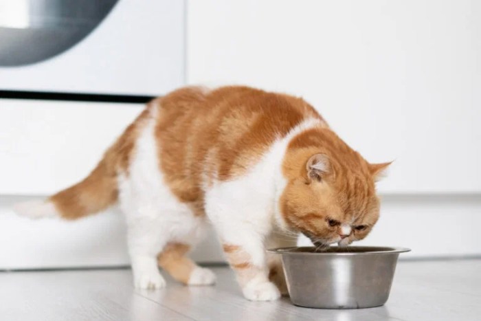 11 Easy Homemade Cat Food For Kidney Health
