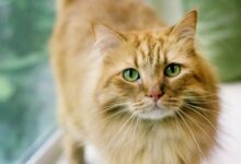 Personality traits of orange tabby cats - saadluxury