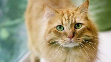 Personality traits of orange tabby cats - saadluxury