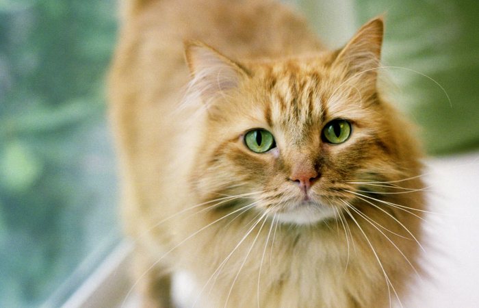 Personality traits of orange tabby cats - saadluxury