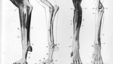 Parts Of A Cat S Hind Leg at Anna Crace blog