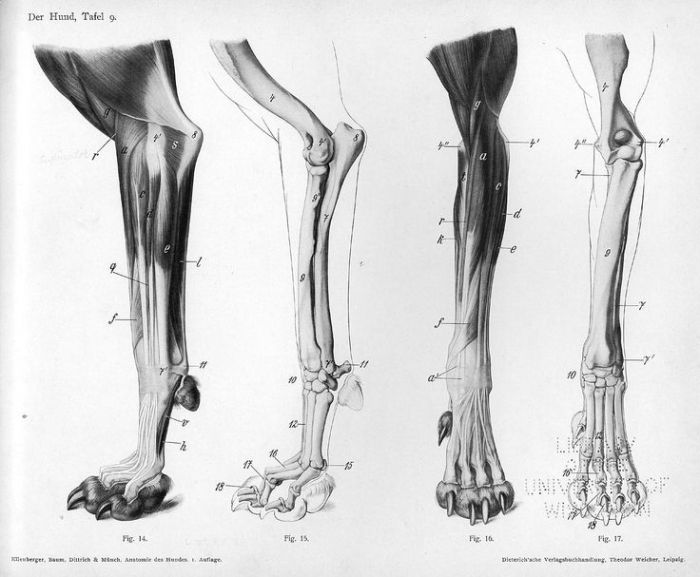 Parts Of A Cat S Hind Leg at Anna Crace blog