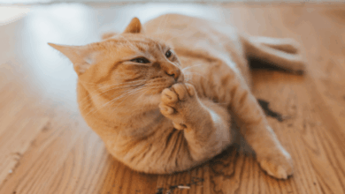 Why Do Cats Like Catnip? The Science of Catnip