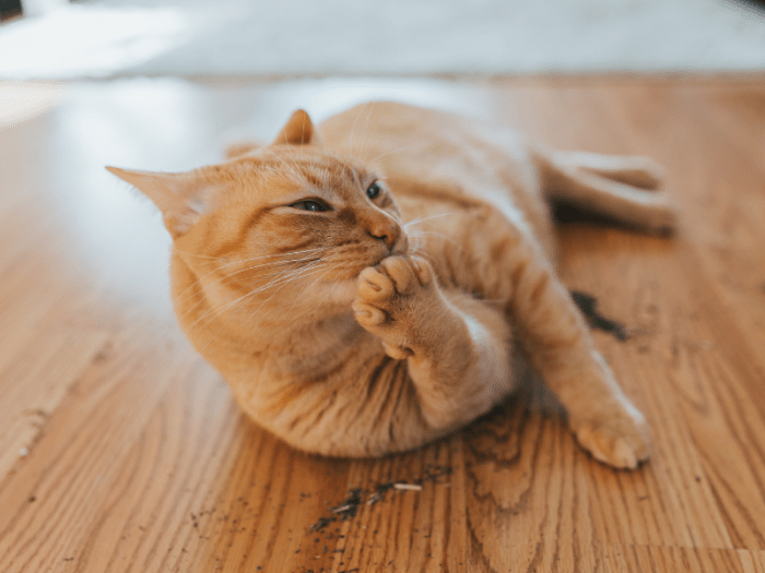 Why Do Cats Like Catnip? The Science of Catnip
