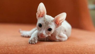 Ugly Cat Breeds? Is That Even Possible?