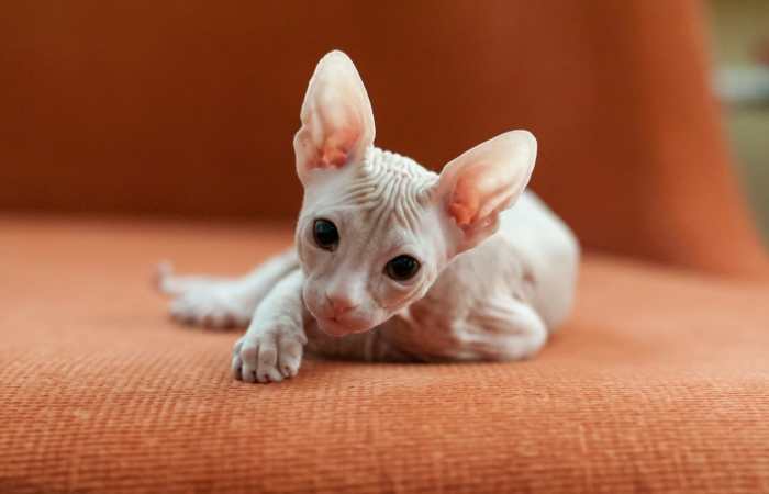 Ugly Cat Breeds? Is That Even Possible?