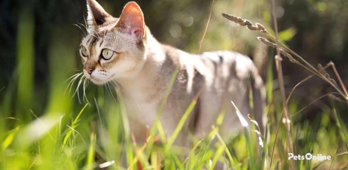 Korat - Price, Personality, Lifespan
