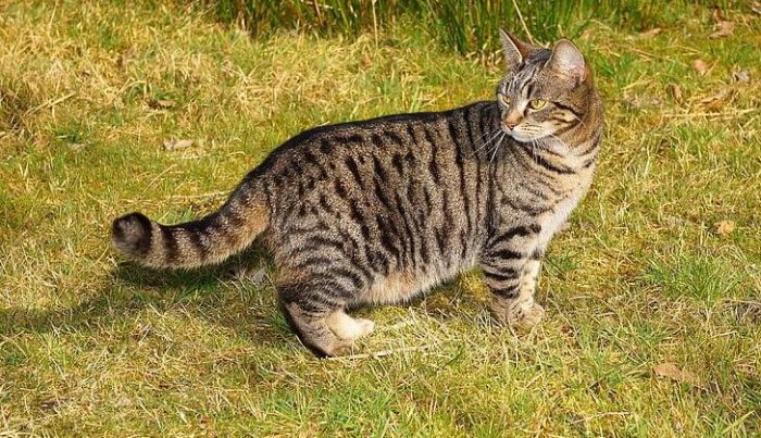 Calico tabby