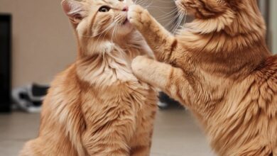 300+ Awesome Male Orange Cat Names: Find The Perfect Name For Your ...