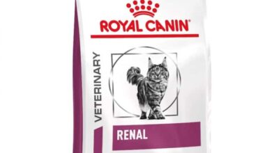 Top 10 Royal Canin Cat Food Pr - Product Reviews