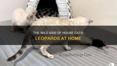 The Wild Side Of House Cats: Leopards At Home | PetShun