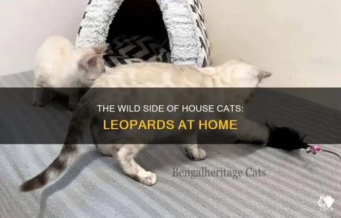The Wild Side Of House Cats: Leopards At Home | PetShun