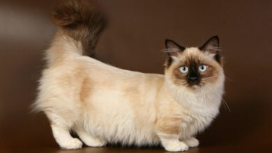 Top 10 cat breeds with short legs: More than the munchkin cat