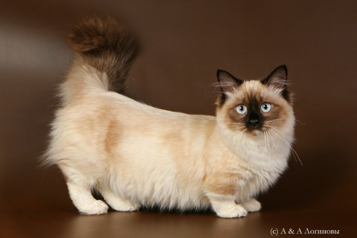 Top 10 cat breeds with short legs: More than the munchkin cat