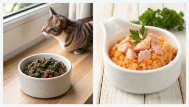 5 Vet-Approved Homemade Cat Food Recipes for Balanced Nutrition