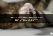 Can Cats Shed Their Claws? Unraveling The Myth And Facts | PetShun