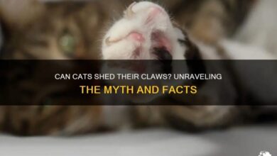 Can Cats Shed Their Claws? Unraveling The Myth And Facts | PetShun