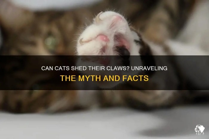 Can Cats Shed Their Claws? Unraveling The Myth And Facts | PetShun