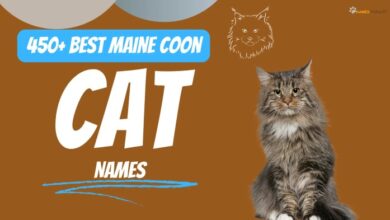 Top 29 Awesome Maine Coon Cat Names Ideas - Maine Coon Guide
